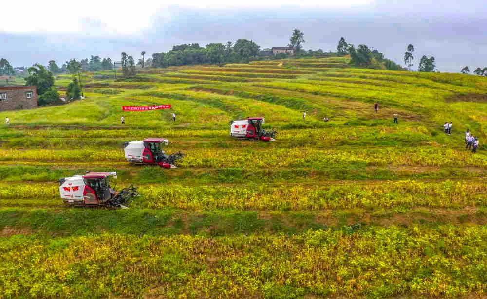 重庆市人民政府关于印发重庆市推进农业农村现代化“十四五”规划（2021—2025年）的通知【图片解读】